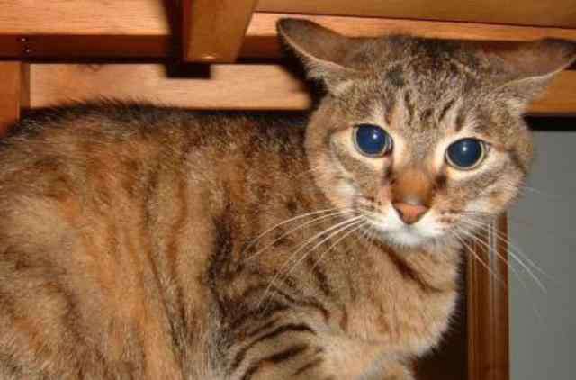 猫咪飞机耳是什么意思 猫咪做出飞机耳是什么意思，在什么情况下会做出飞机耳呢？