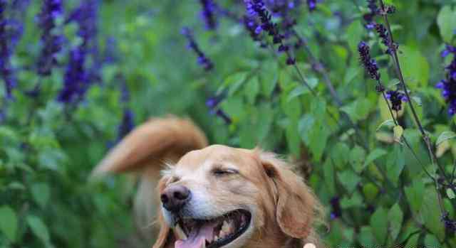 狗闻到什么气味会远离 狗狗最爱闻这5种气味，第一种闻到立马精神！