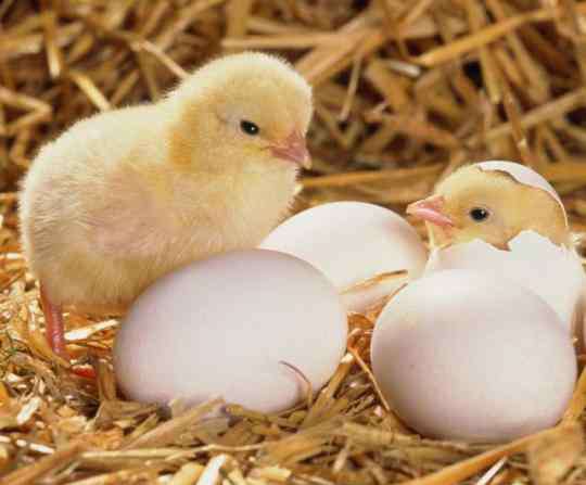 鸡为什么会下蛋 为什么母鸡没有公鸡，却能天天下蛋？看完后恍然大悟