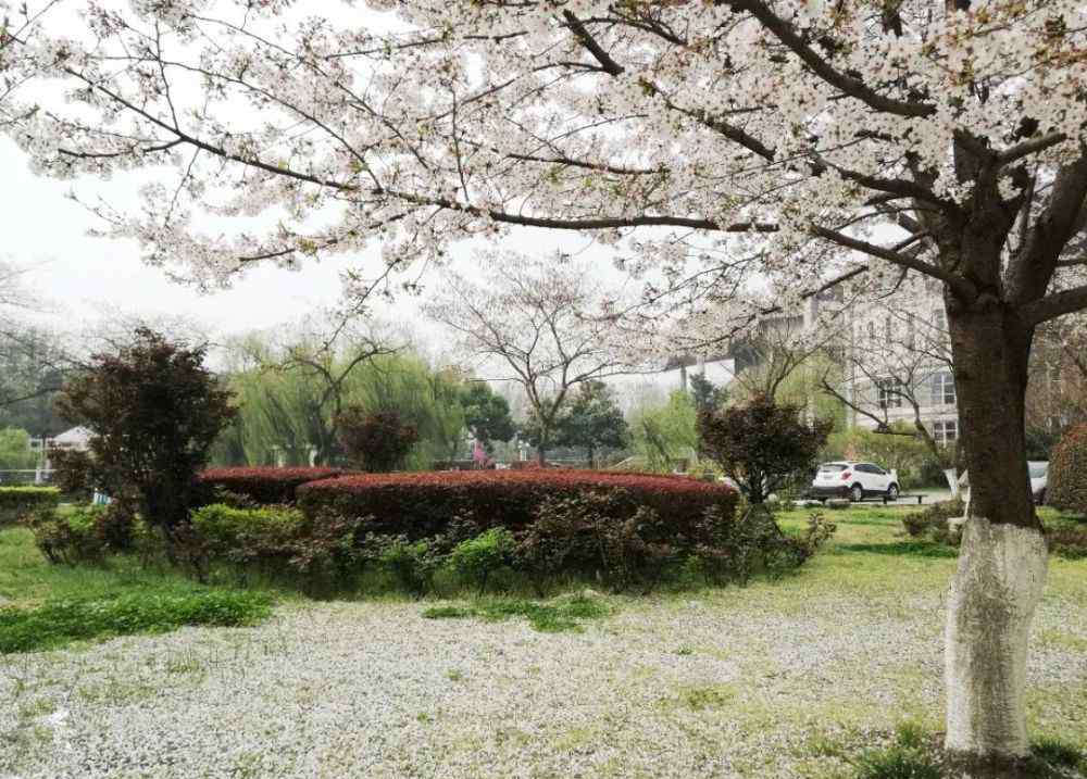 胜境中学 江苏省六合高级中学：发现不一样的风景