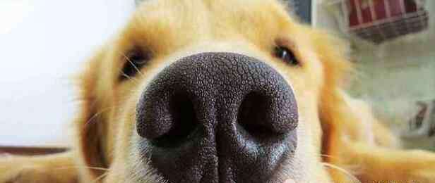 狗闻到什么气味会远离 狗狗最爱闻这5种气味，第一种闻到立马精神！
