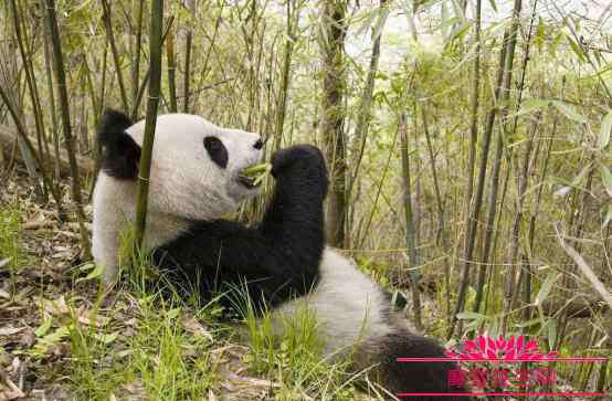 大熊猫爱吃的植物 熊猫除了吃竹子还吃什么？大熊猫是不是只有中国才有的一种动物？