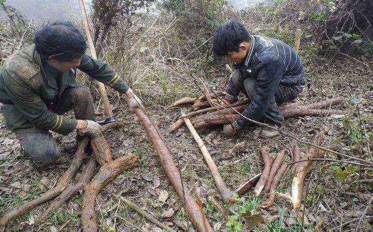 葛根在农村叫什么 农村这种野生植物叫葛根，女生最想要的两点好处，吃它就可以了