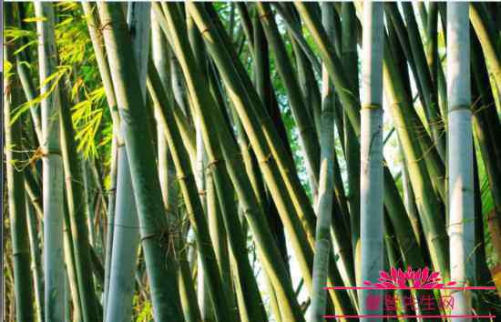 哪一种竹子不长在土里 哪一种竹子不长在土里？竹子属于草还是树