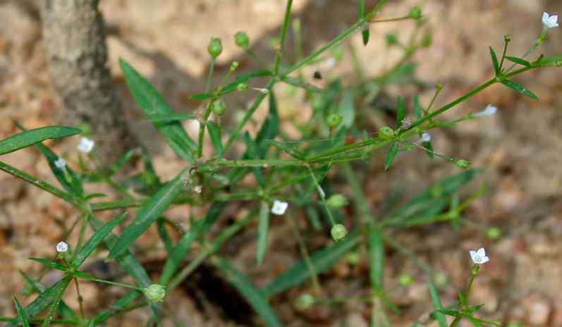 白花蛇草的功效与作用 白花蛇舌草的功效与作用及禁忌