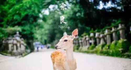 奈良鹿 奈良丨旅游攻略不会告诉你，被奈良鹿咬成重伤的样子。