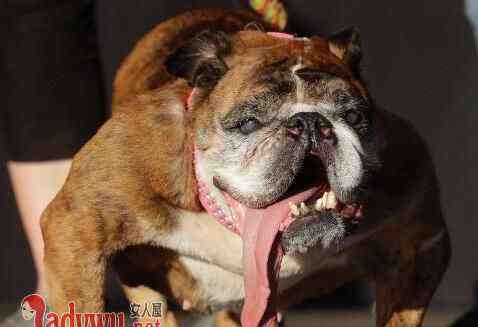 世界最丑狗狗 世界最丑狗狗夺冠 地包天长舌头却被主人宠上天