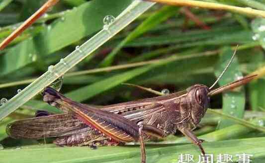 抓蝗虫的人比蝗虫还多 近日4000亿蝗虫成灾,席卷多地,农民苦中作乐把它们抓来扔进油锅,一番尝试后却