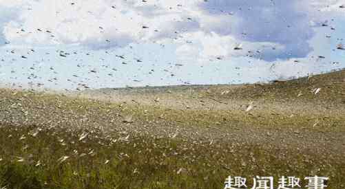 抓蝗虫的人比蝗虫还多 近日4000亿蝗虫成灾,席卷多地,农民苦中作乐把它们抓来扔进油锅,一番尝试后却