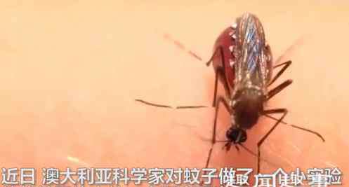 蚊子为什么吸血 罕见!蚊子趴在人体上吸血胀死 数百万人目睹全程看傻眼究竟是怎么回事？
