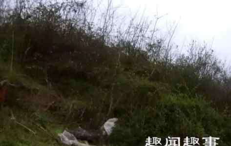 无头尸 湖南一名男子报警称在水塘边钓鱼时发现一具“无头尸”,“尸体”已被烧焦手脚