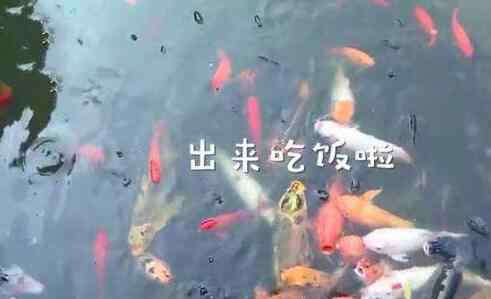 重庆的明星 重庆明星鱼莽子被吃掉 莽子是什么鱼为何那么受欢迎