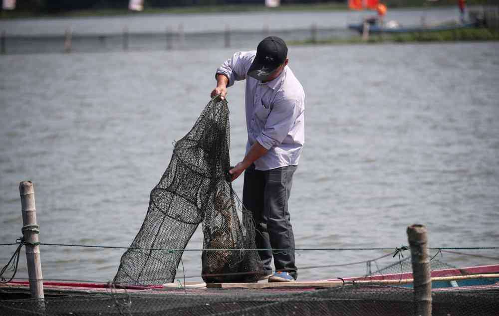正宗阳澄湖大闸蟹 正宗阳澄湖大闸蟹其实也未必养在阳澄湖了