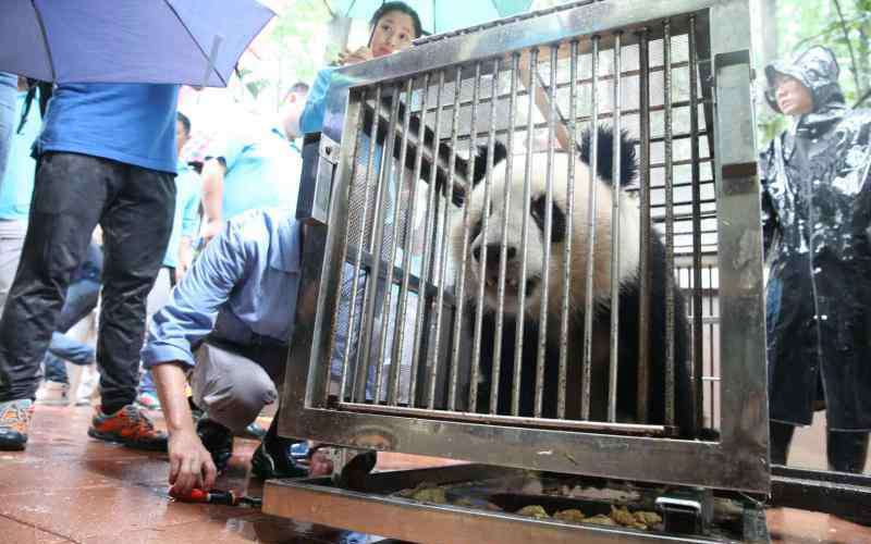 上海动物园有熊猫吗 大熊猫“风光兄弟”驾到，上海动物园结束一小段没有“滚滚”的日子