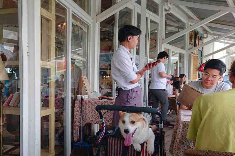 宠物餐厅 ​上海“宠物友好”餐厅真的那么难找？店主诉苦：原因不在宠物而在人