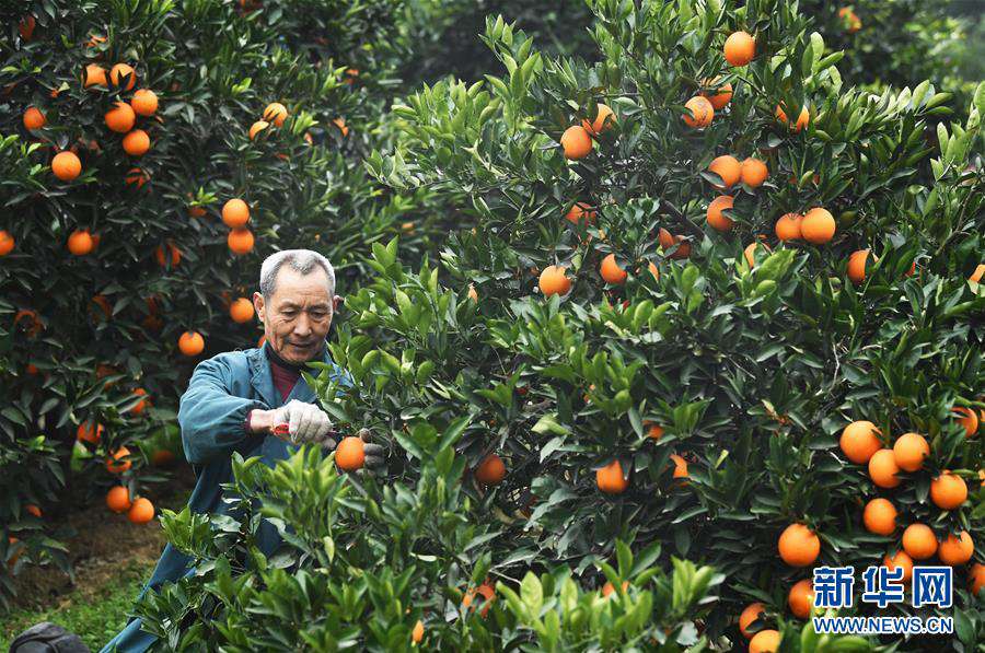 胚胎干细胞 一个橙子的八年“蜕变史”