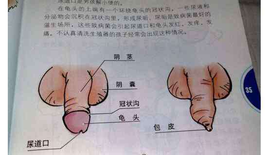 小学生性教育读本 网曝小学生性教育读本涉黄，配图尺度大到辣眼睛