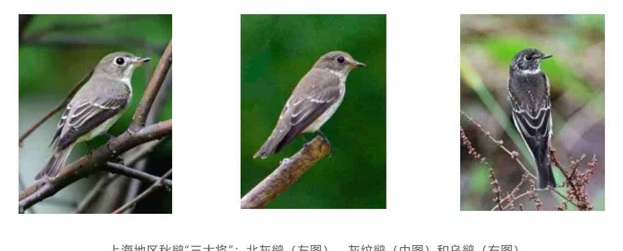 鹟 “秋天信号“候鸟“鹟“来了，它们竟然还能为城市除害