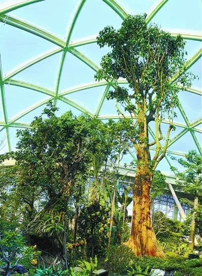 武汉水质 探营世园会最“热”植物馆 哪些“展品”值得仔细观瞧