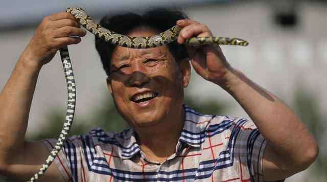 中国第一蛇村 “中国第一蛇村”:全村800多人，却养300多万条蛇，人均年收益20多万
