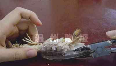 生虾怎么剥壳 女生发明剥虾神器 2秒内剥掉虾蛄壳（附图解步骤）