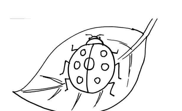 七星瓢虫简笔画 叶子上的七星瓢虫简笔画图片_瓢虫儿童图集