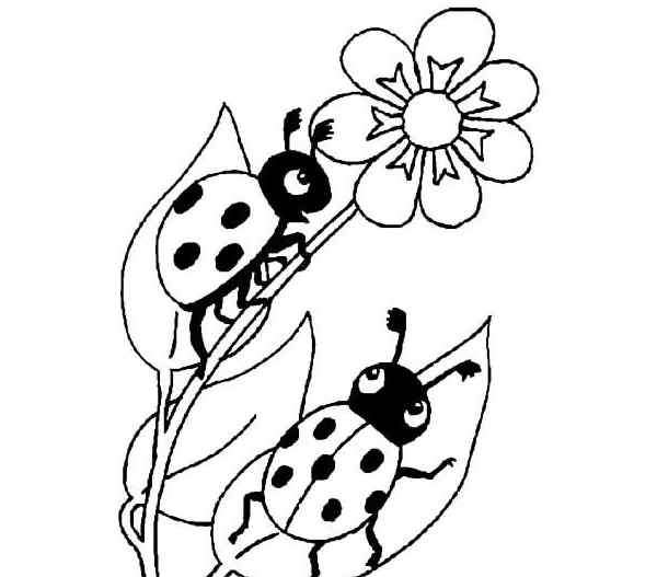 七星瓢虫画法 叶子上的七星瓢虫简笔画图片_瓢虫儿童图集