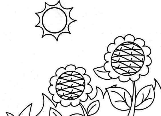 最漂亮的向日葵图片 美丽的向日葵植物简笔画图片