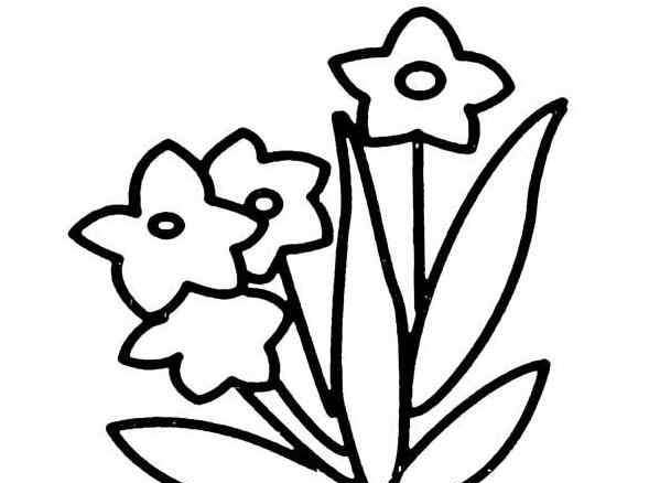 画小花朵 水仙花的简笔画图片_怎么画出美丽的花朵