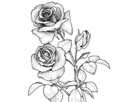 猪笼草简笔画 两朵盛开的玫瑰花简笔画图片