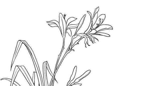 彩铅画图片大全花草 植物简笔画图片大全-美丽动人的百合花
