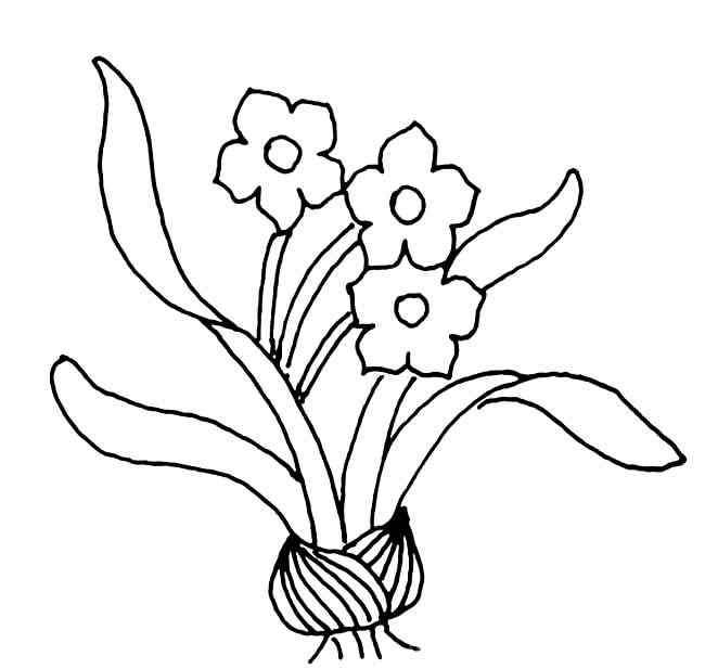 简笔画花朵图片 水仙花的简笔画图片_怎么画出美丽的花朵