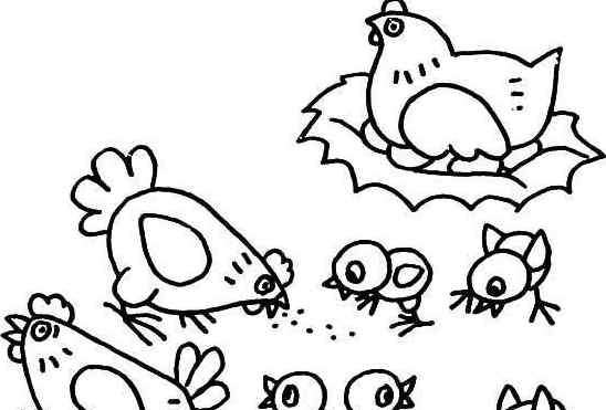 鸡的图片可爱图片 可爱一群鸡的简笔画图片-鸡的一家子们
