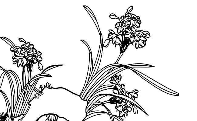 水仙花的样子 水仙花的简笔画图片_怎么画出美丽的花朵