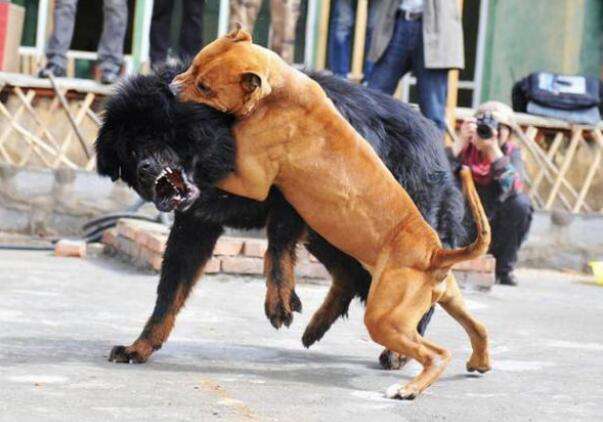 世界猛犬 土佐犬和比特犬同为世界级猛犬，那到底谁打架更厉害？