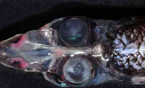 幽灵鱼 德国科学家在深海发现四眼怪鱼拥有360度视觉
