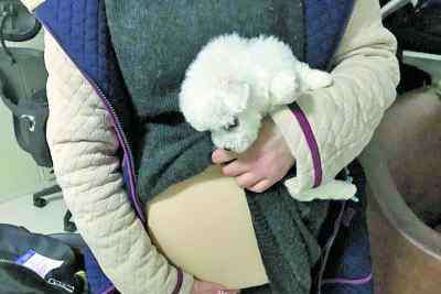 假肚皮 武汉女大学生用硅胶制作孕妇假肚皮藏小狗 试图蒙混登机