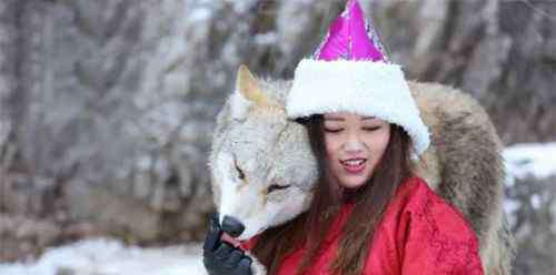 群狼 25岁女子在内蒙古草原养狼 把群狼当二哈养