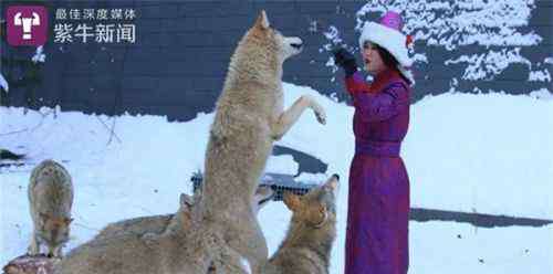 群狼 25岁女子在内蒙古草原养狼 把群狼当二哈养