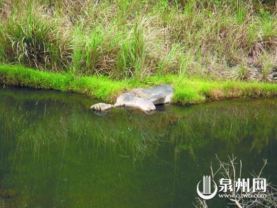 溪中石龟