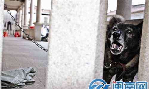 狗咬的伤口图片 晋江一条大恶狗咬伤女童脸 医生：伤口愈合将留疤