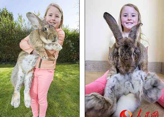 世界上最大的兔子 世界上最大的兔子：体长1.12米，重22公斤