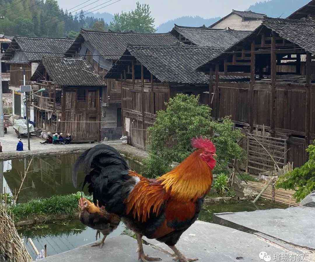 山鸡与凤凰 山鸡和凤凰