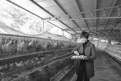 养鸡女 网易CEO丁磊美团网CEO王兴合养长汀河田鸡