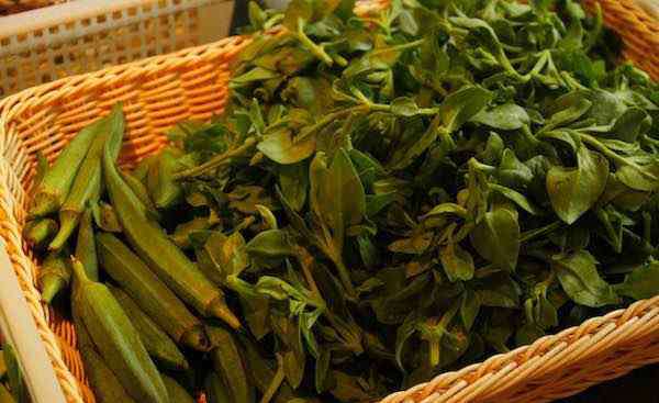 野菜种植 种植野菜有市场么 野菜种植一亩挣多少钱