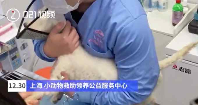 预约方式来了！上海可预约流浪猫免费绝育手术 网友：希望全国推广