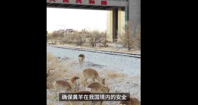 新年第一天 数百只蒙古国野生黄羊入境觅食 现场画面太可爱！