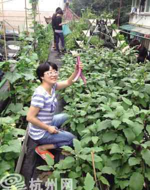 杭州车棚 杭州首个车棚菜园大丰收 居民体验“都市农夫”
