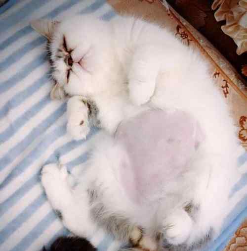 怎么看猫是否得了传腹 猫有以下症状，主人就要注意了，它可能得了“猫传腹”