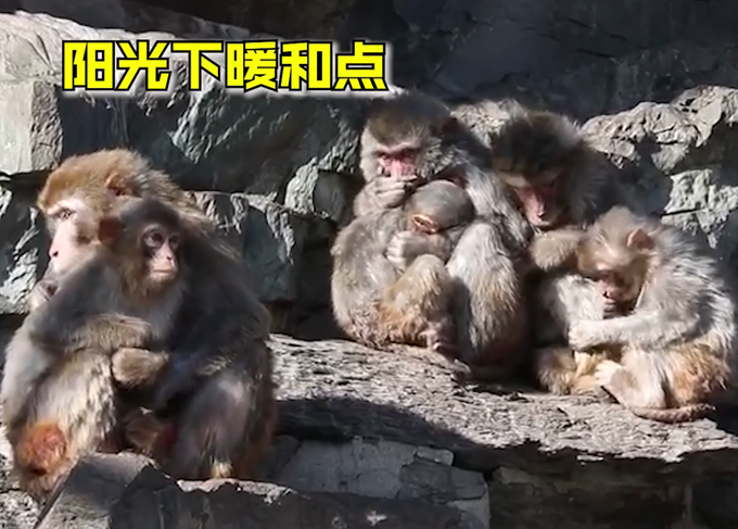 北京动物园猴子抱团取暖 画面情意浓浓 网友：看着可怜